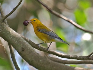 Prothonotary with berry