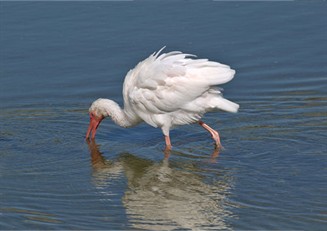 Ibis