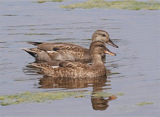 Gadwall Couple