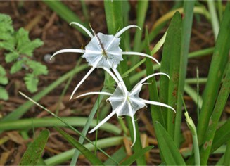 Lillys