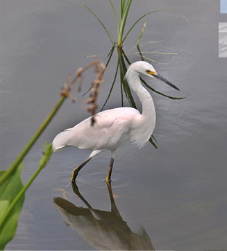Snowy Egret