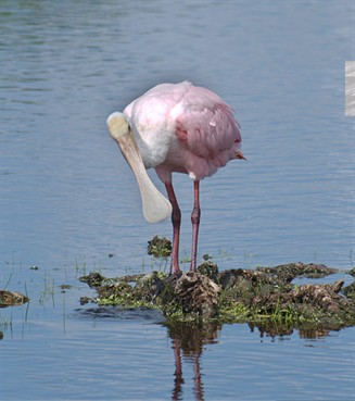 Spoonbill