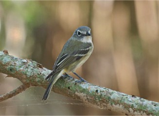 Blue Headed Vireo