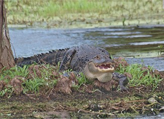 Alligator
