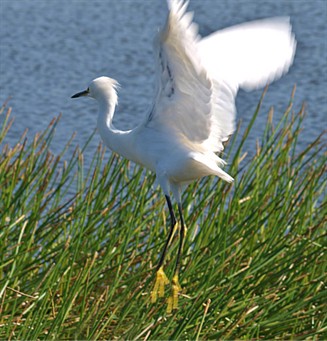 Snowy Egret