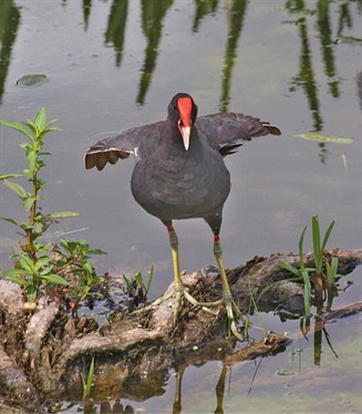 Moorhen