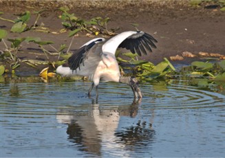 Woodstork