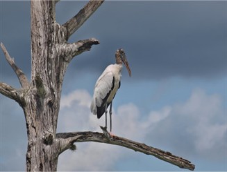 Woodstork