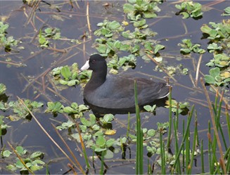 Coot