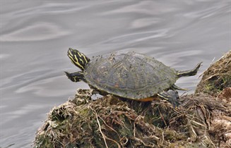 Turtle
