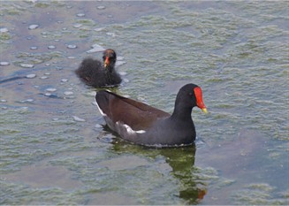 Moorhen with Baby