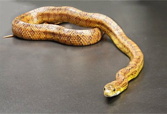 Snake