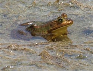 Frog