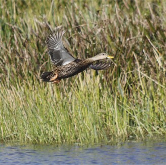 Mottled in Flight