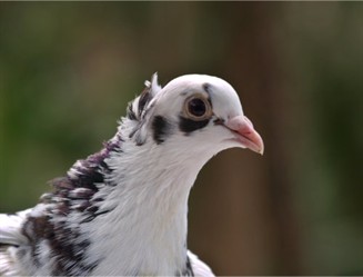 Pigeon