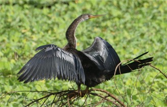 Anhinga