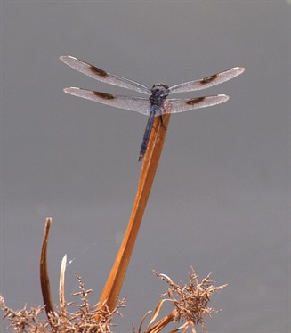 Drangonfly