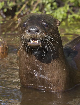 Otter