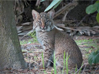 Bobcat