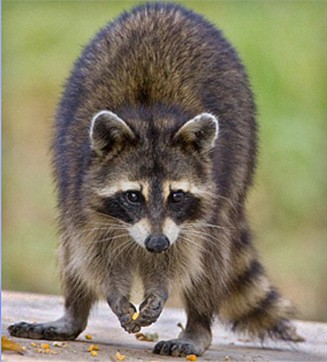 Raccoon