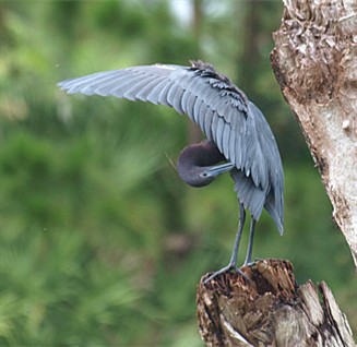 Blue Heron