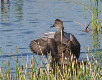 Gadwall