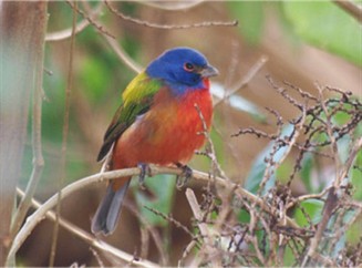 Painted Bunting