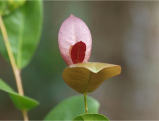 Leaves